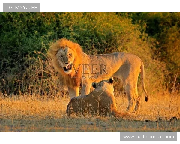 动物栖息地搭建游戏开发全流程教程从零开始到上线实战解析